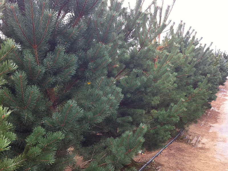 Pinus syl. Scotch Pine