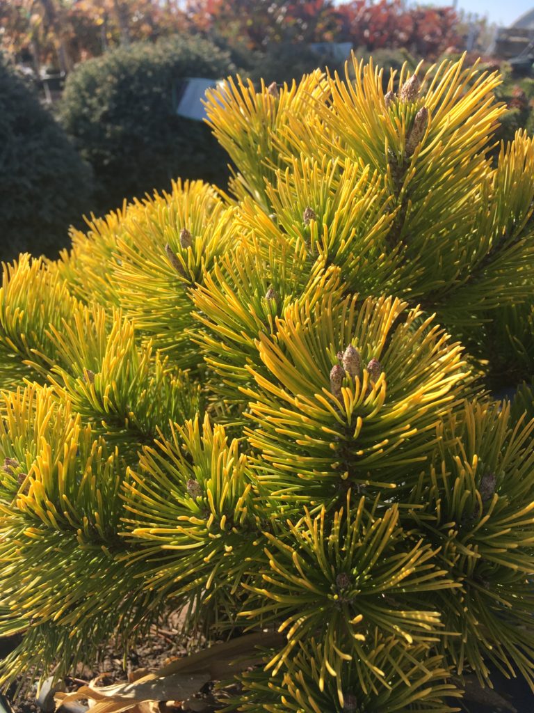 Pinus mug. 'Carsten's Wintergold' Dwarf Mugo Pine