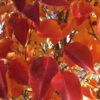 Pyrus cal. Chanticleer Pear, 15 gal 1.25" - Image 3