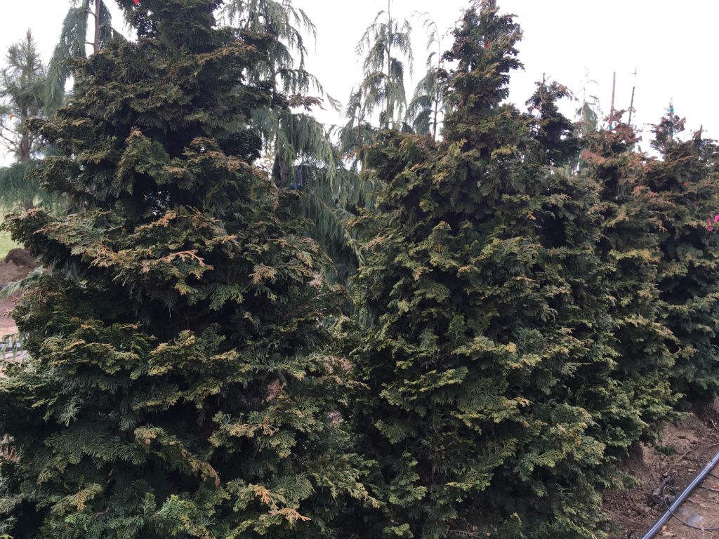 Chamaecyparis obtusa 'Wells Special' Hinoki Cypress