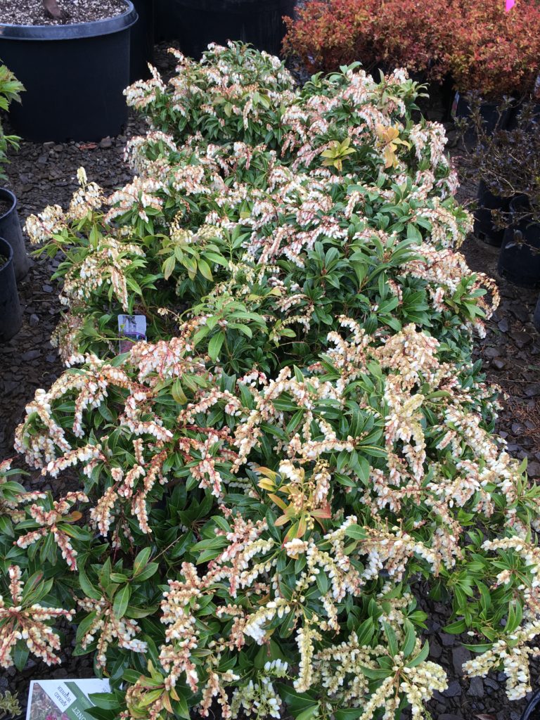 Pieris jap. 'Cavatine' Lily of the Valley/Japanese Andromeda
