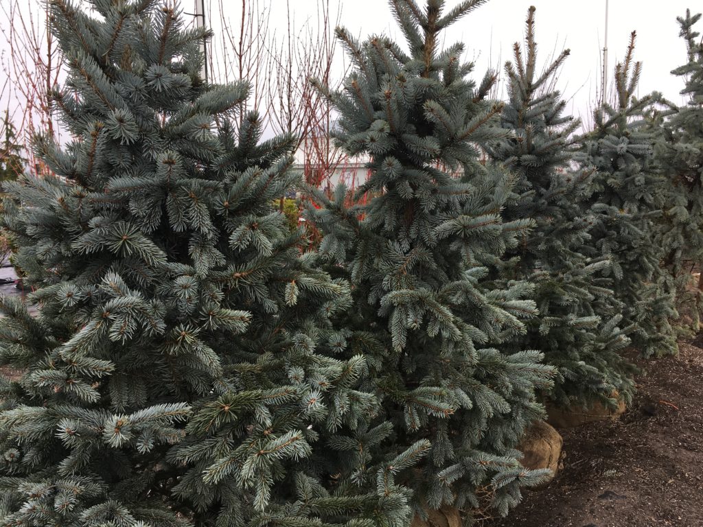 Picea Pungens Blue Spruce