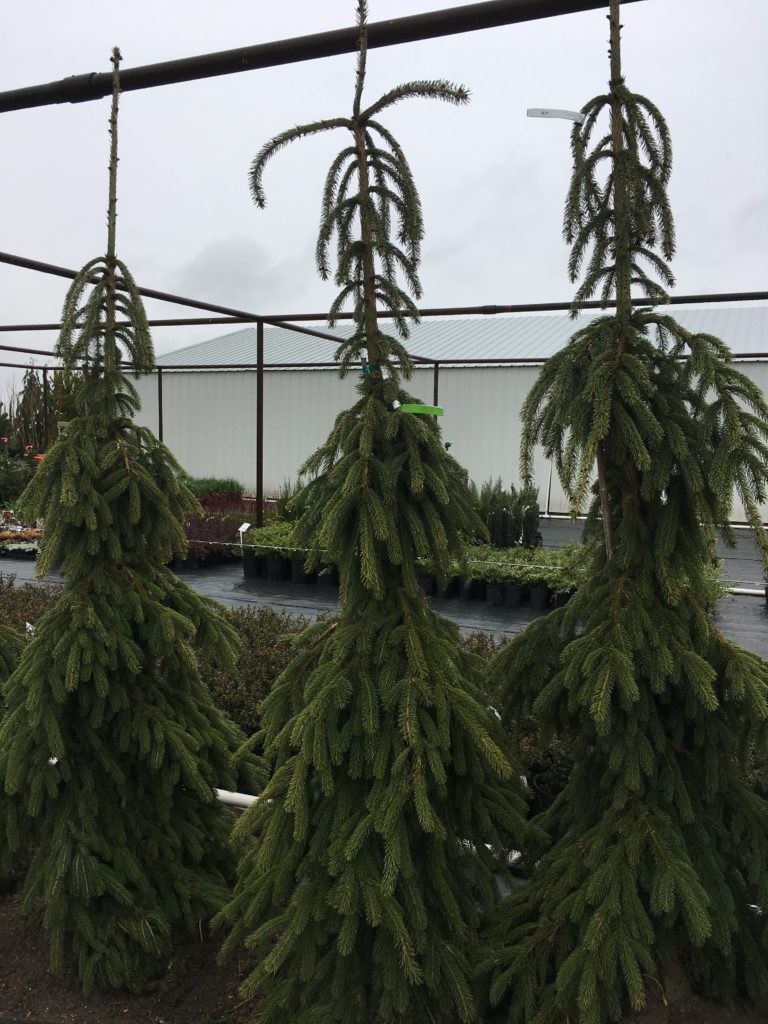 Picea gla. 'Pendula' Weeping White Spruce