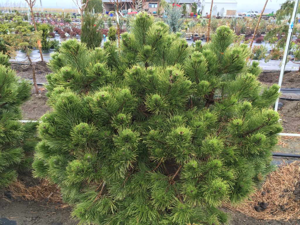 Pinus thunbergii Japanese Black Pine