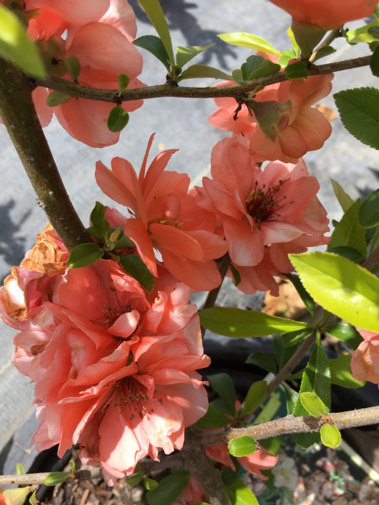 Chaenomeles spe. Double Take 'Peach' Flowering Quince