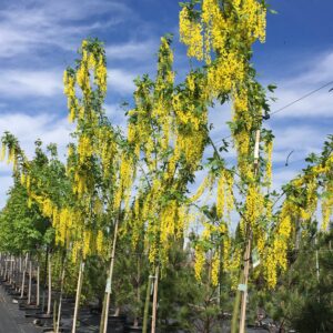 Laburnum x wat. ‘Vossii’ Golden Chain, 7 gal