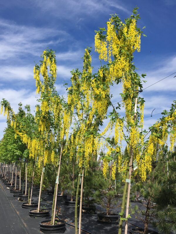 Laburnum x wat. ‘Vossii’ Golden Chain, 7 gal
