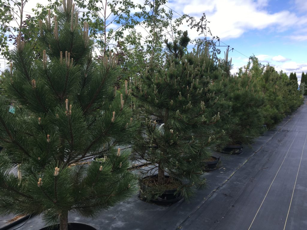 Pinus Ponderosa Pine