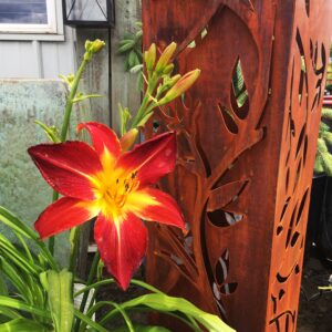 Hemerocallis RAINBOW RHYTHM® 'Ruby Spider' Daylily, 2 gal