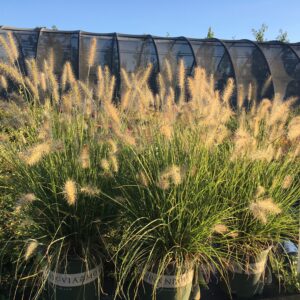 Pennisetum alo. 'Hameln' Dwarf Fountain Grass, 2 gal