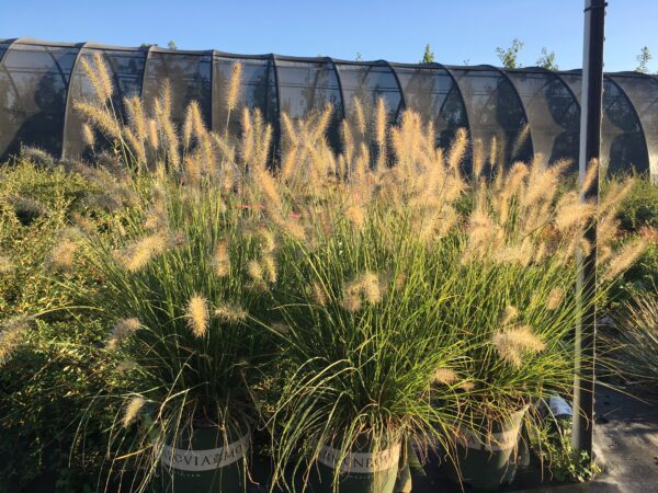 Pennisetum alo. 'Hameln' Dwarf Fountain Grass, qrt