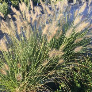 Pennisetum alopecuroides 'Little Bunny', 1 gal
