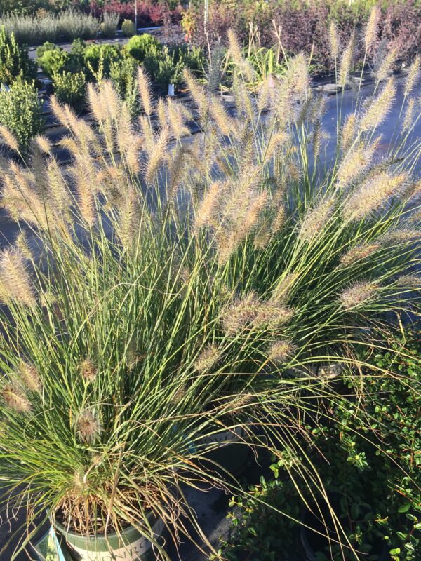 Pennisetum alopecuroides 'Little Bunny', 1 gal