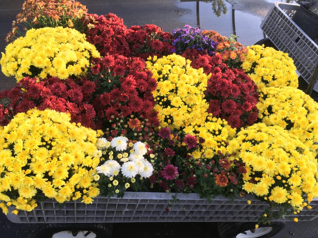 Assorted Mums and Aster