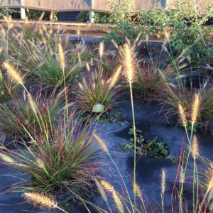 Pennisetum alo. 'Burgundy Bunny' Fountain Grass, 1 gal