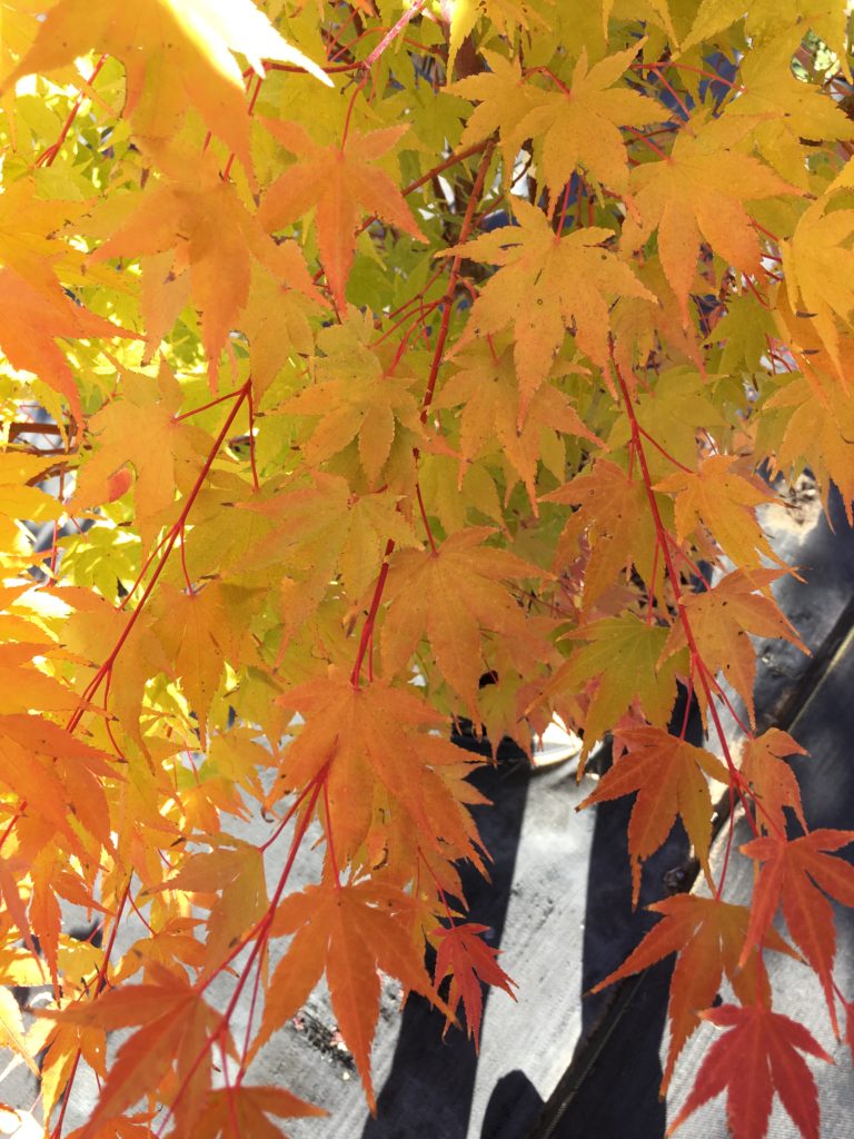 Acer shi. 'Autumn Moon' Full-Moon Maple
