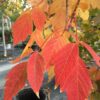 Acer neg. ‘Sensation’ Boxelder Maple, 20 gal 1.5" - Image 2