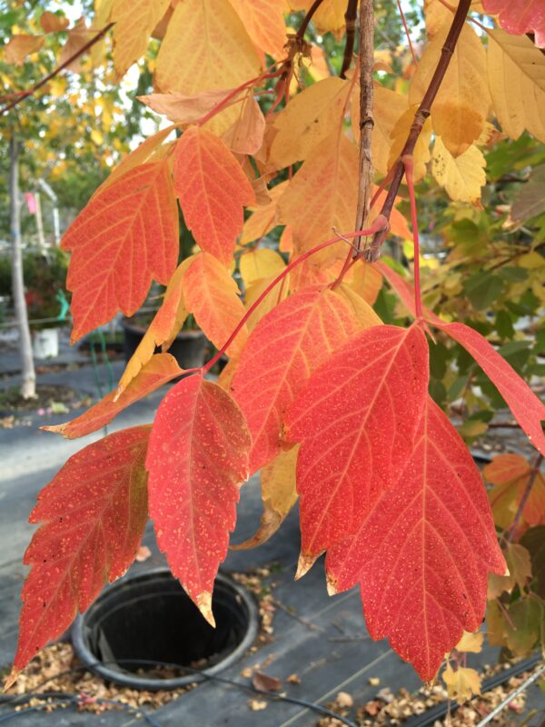 Acer neg. ‘Sensation’ Boxelder Maple, 20 gal 1.5" - Image 2