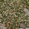 Arctostaphylos uva-ursi 'Massachusetts' Kinnikinnick, 1 gal