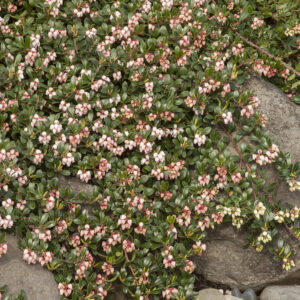 Arctostaphylos uva-ursi 'Massachusetts' Kinnikinnick, 1 gal