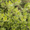 Arctostaphylos uva-ursi 'Massachusetts' Kinnikinnick, 1 gal - Image 2