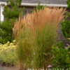 Calamagrostis acutiflora 'Karl Foerster', 5 gal