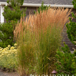 Calamagrostis acu. 'Karl Foerster', 1 gal