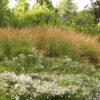 Calamagrostis acutiflora 'Karl Foerster', 5 gal - Image 2