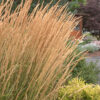 Calamagrostis acutiflora 'Karl Foerster', 5 gal - Image 3