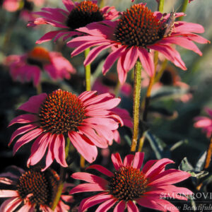 Echinacea pur. 'Magnus', 1 gal