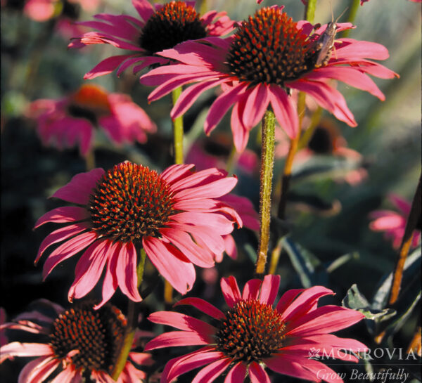 Echinacea pur. 'Magnus', 3.5"