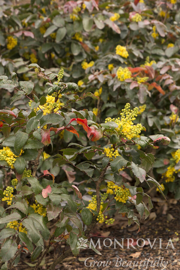 Mahonia rep. - Creeping Oregon Grape, 1 gal - Image 2
