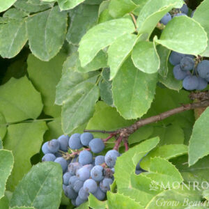Mahonia rep. - Creeping Oregon Grape, 1 gal