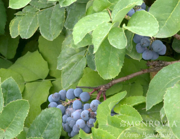 Mahonia rep. - Creeping Oregon Grape, 1 gal