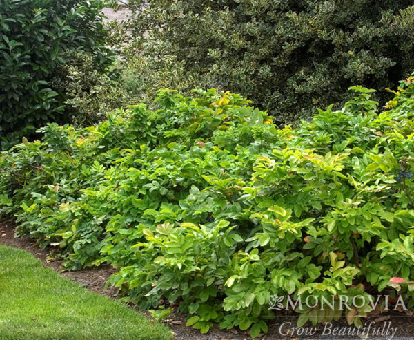 Mahonia rep. - Creeping Oregon Grape, 1 gal - Image 3