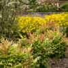 Ericameria nauseosa - Rabbitbrush, gray, 1 gal