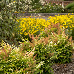 Ericameria nauseosa - Rabbitbrush, gray, 1 gal