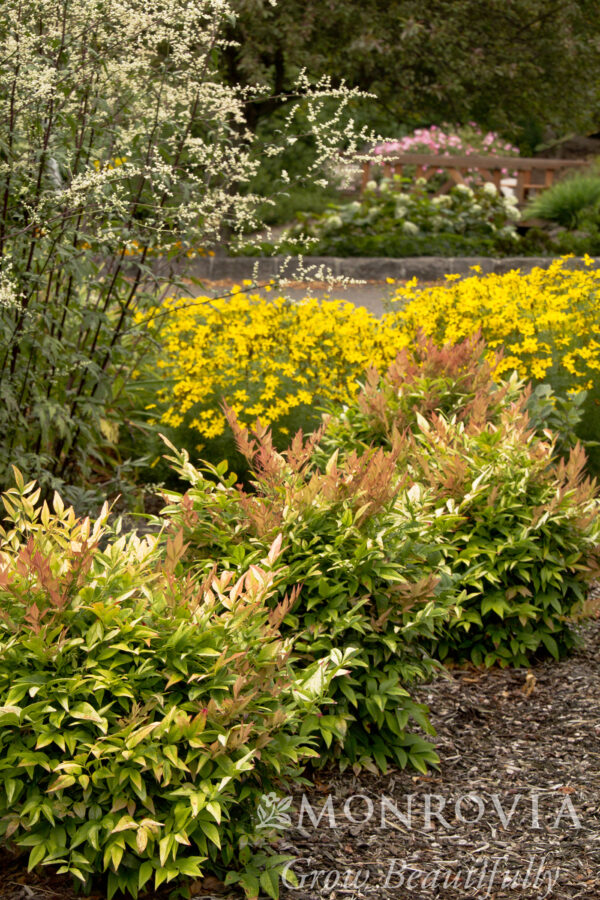 Ericameria nauseosa - Rabbitbrush, gray, 1 gal