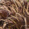 Pennisetum setaceum 'Rubrum', 1 gal - Image 2
