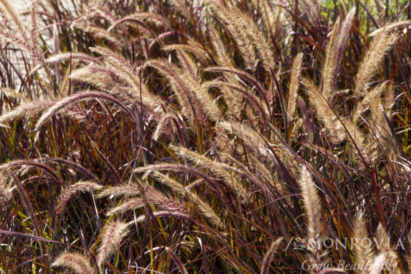 Pennisetum setaceum 'Rubrum', 3.5" - Image 2