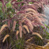 Pennisetum setaceum 'Rubrum', 1 gal
