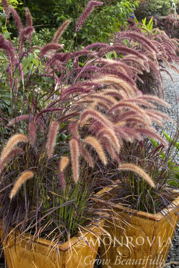 Pennisetum setaceum 'Rubrum', 3.5"