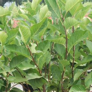 Amelanchier aln. 'Regent' Serviceberry, 2 gal