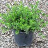 Arctostaphylos uva-ursi 'Massachusetts' Kinnikinnick, 1 gal - Image 3