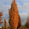 Acer rub. 'Armstrong Gold' Red Maple Low Branch, 25 gal 1.75" - Image 2