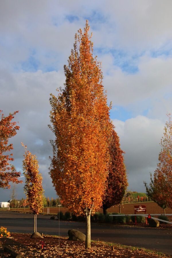 Acer rub. 'Armstrong Gold' Red Maple Low Branch, 25 gal 1.75" - Image 2