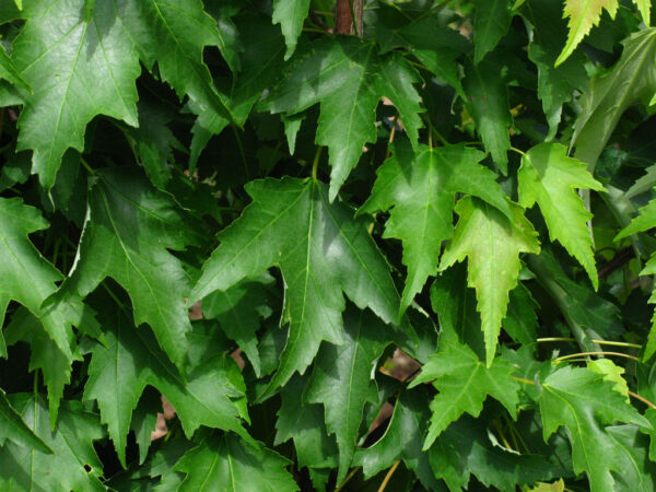 Acer rub. 'Armstrong Gold' Maple, 2" - Image 2
