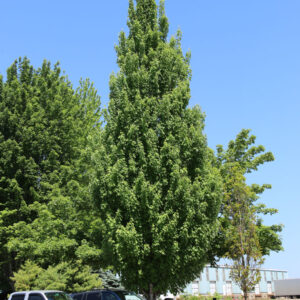 Acer rub. 'Armstrong Gold' Red Maple, 20 gal 1.5"