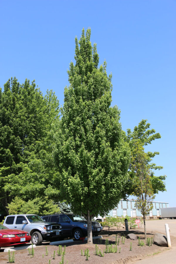 Acer rub. 'Armstrong Gold' Red Maple Low Branch, 25 gal 1.75"