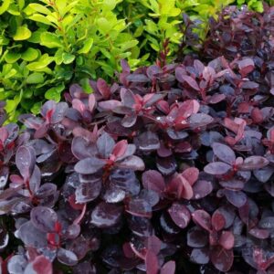 Berberis thu. 'Concorde' Barberry, 2 gal
